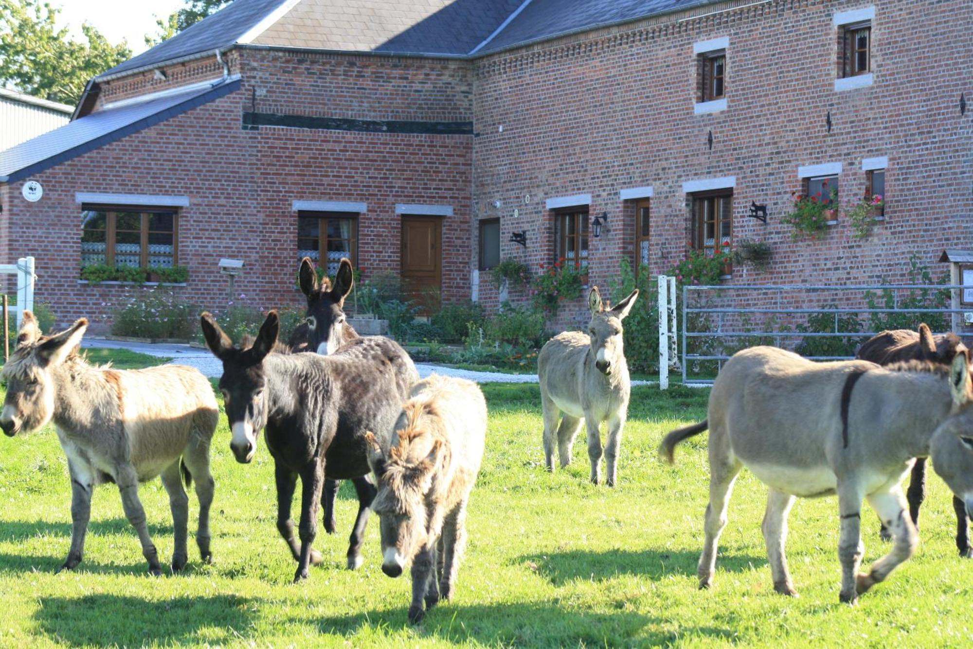 Les Mout'Anes Acomodação com café da manhã Saint-Hilaire-sur-Helpe Exterior foto